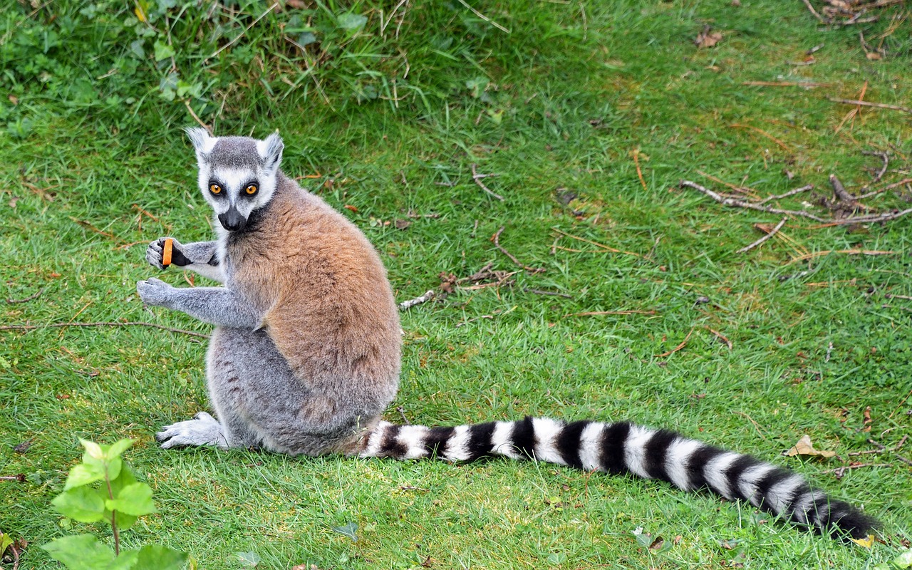 Image - lemur maki catta tail grass