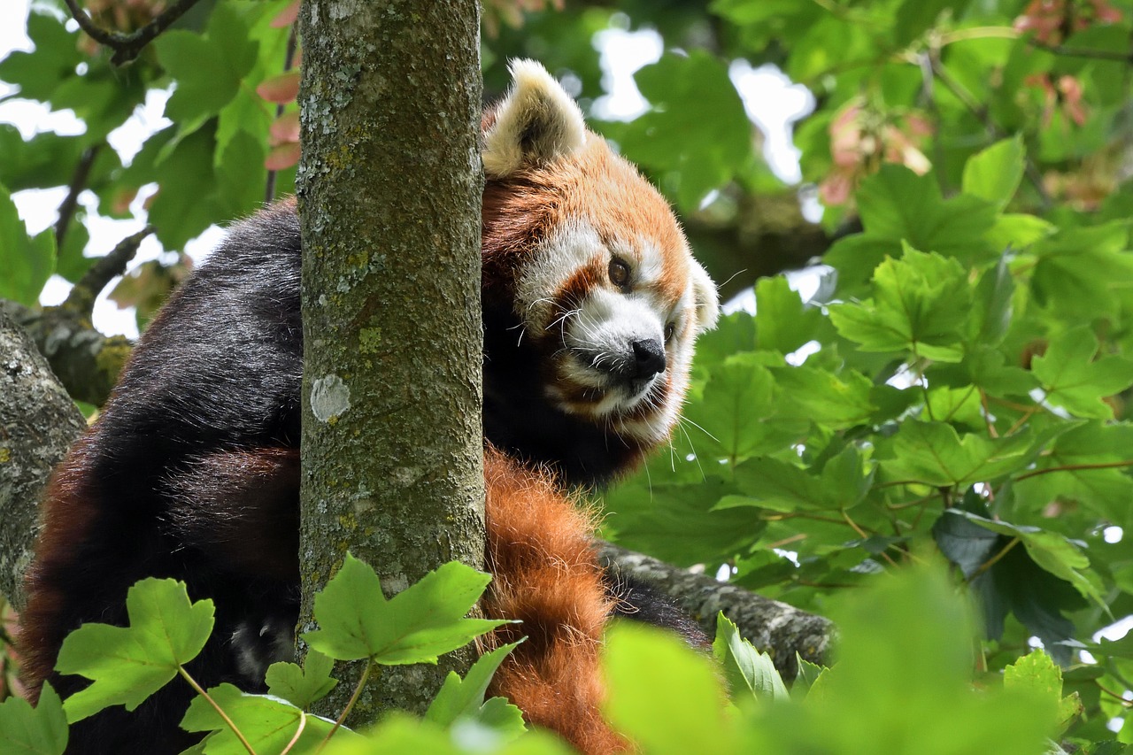 Image - panda roux tree green