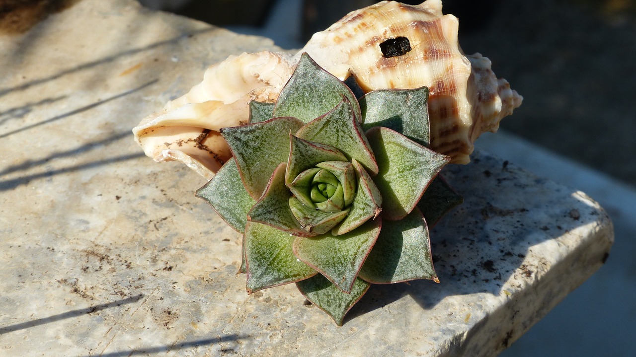 Image - succulent plant shell composition