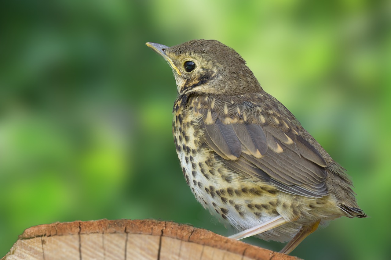 Image - thrush bird grass green nature