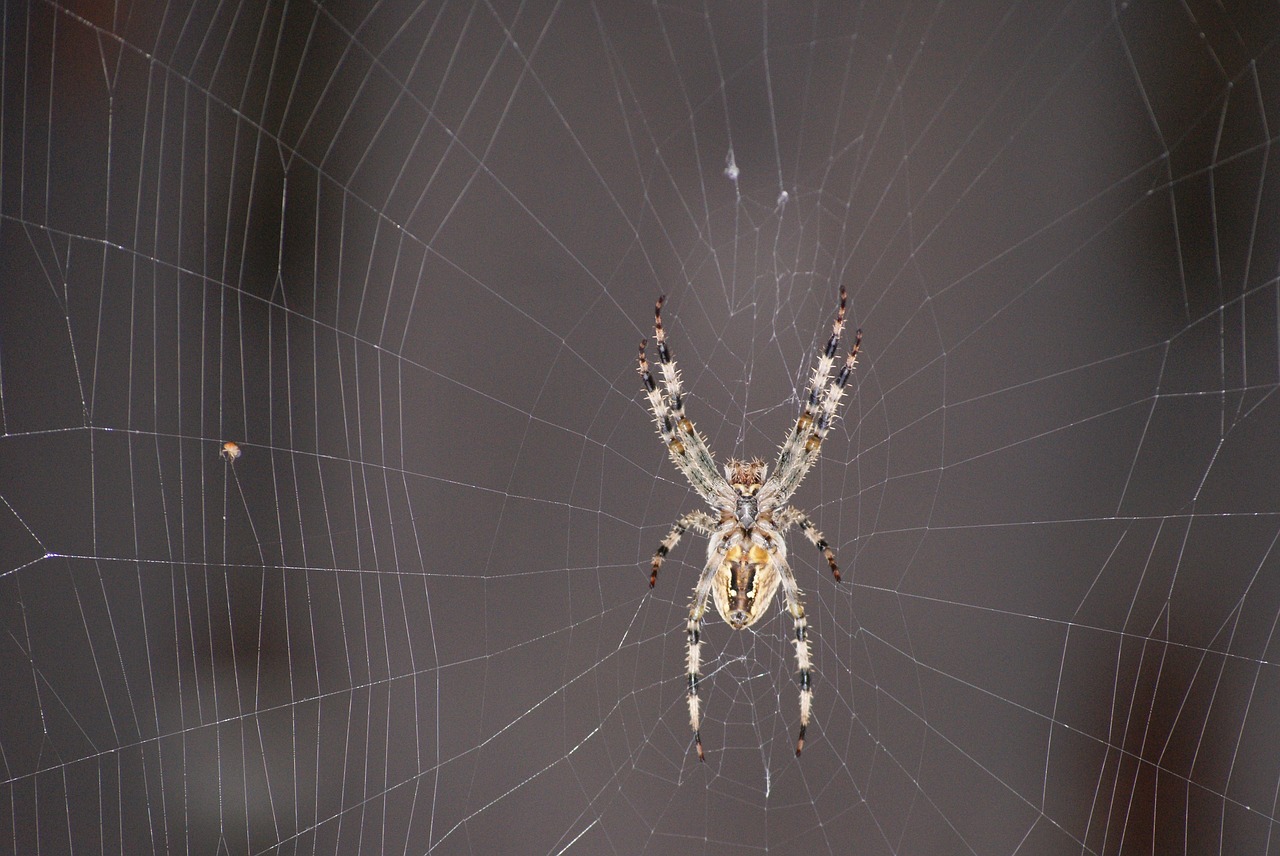 Image - spider hotel cobweb araneus