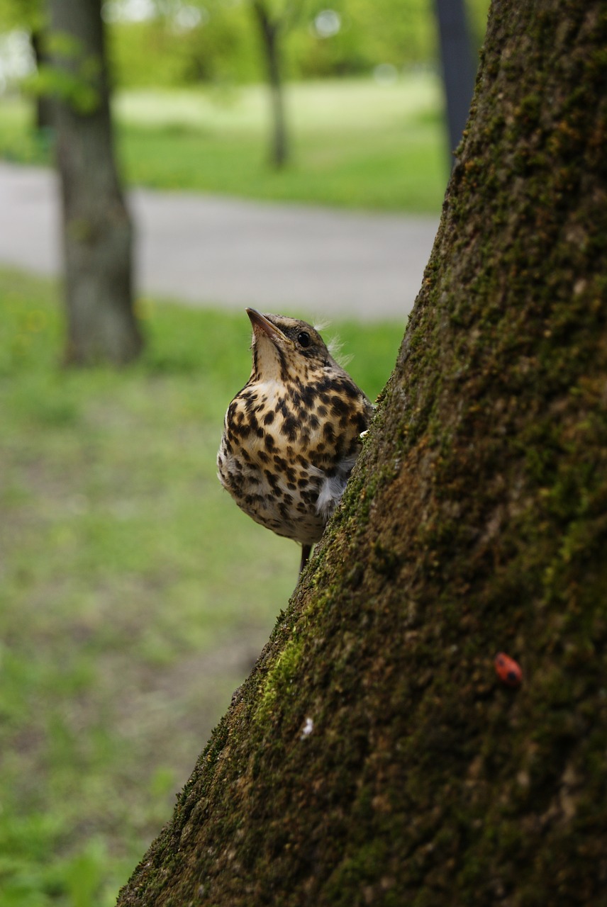 Image - starling bird nature macro