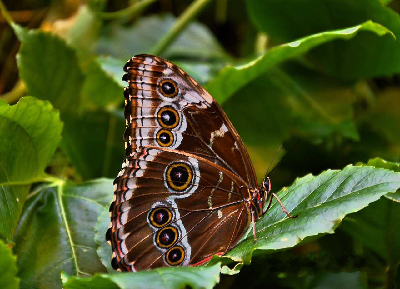 Image - butterfly brown public record