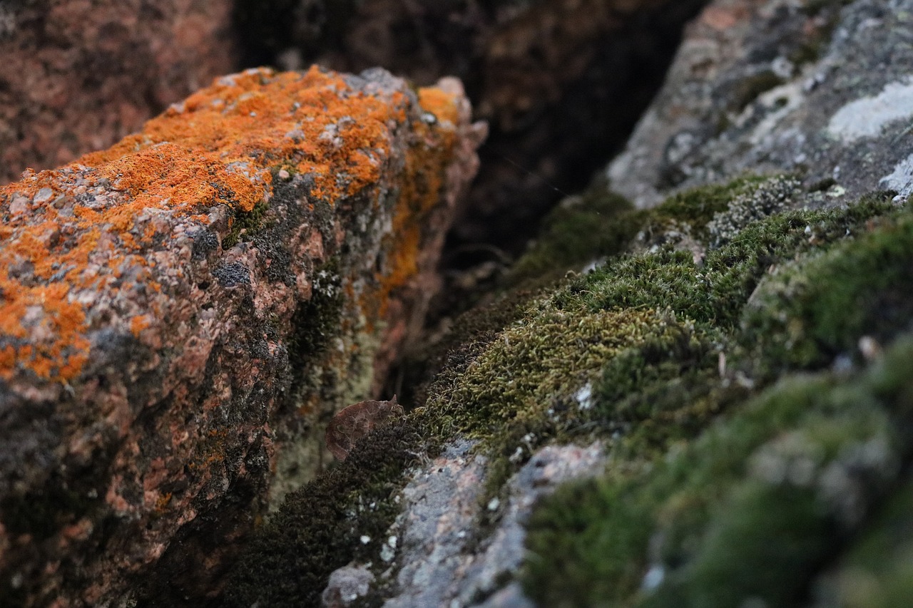 Image - moss orange green macro