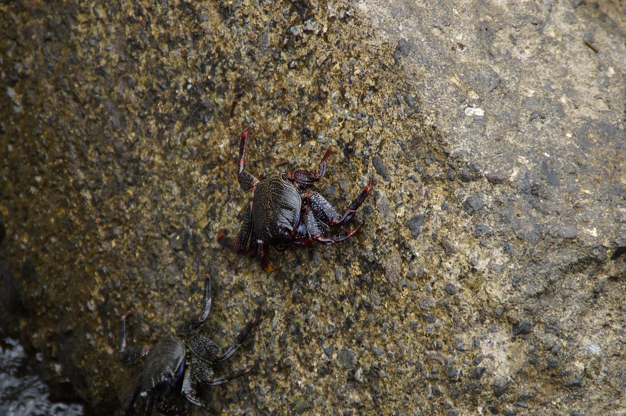 Image - cancer marine life stone ocean sea