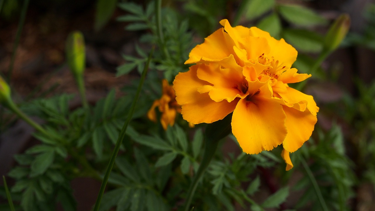 Image - marigold flower nature plant macro