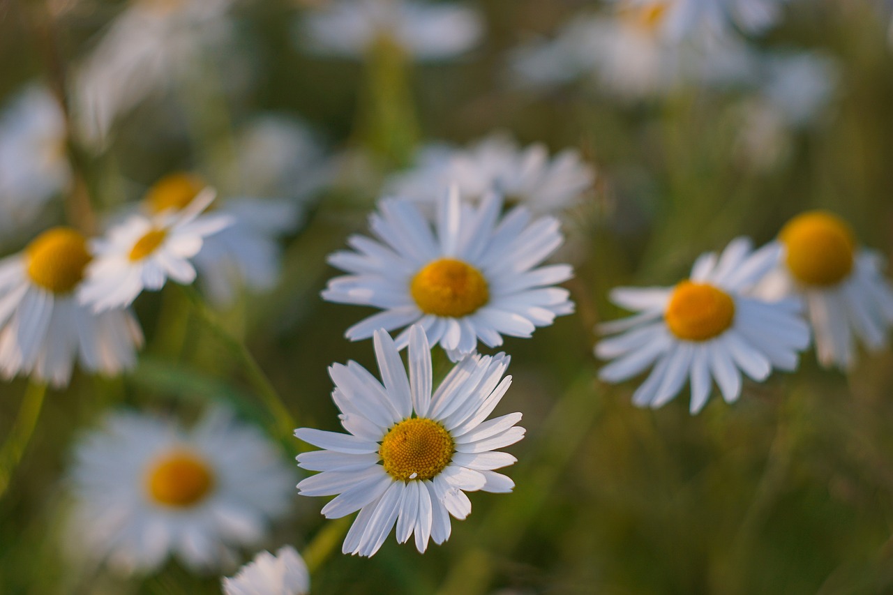 Image - chamomile flowers white flower