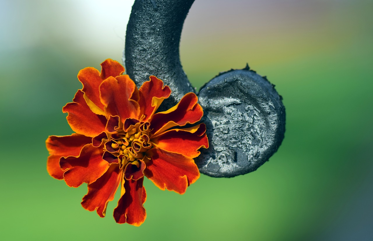 Image - marigold orange blossom bloom