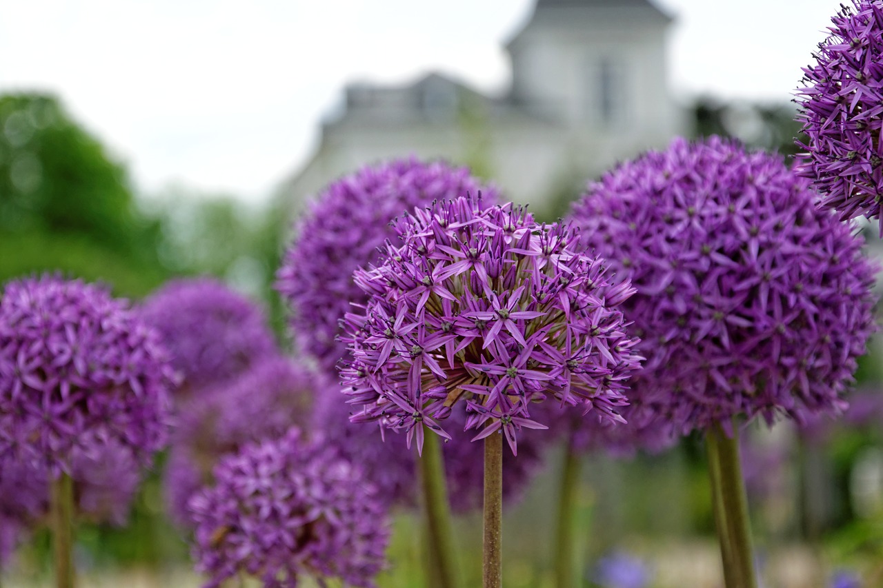 Image - flowers purple about ball