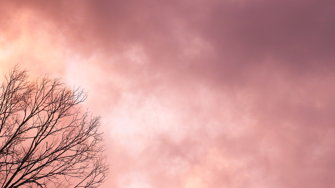 Image - sunset clouds sundown sunlight tree