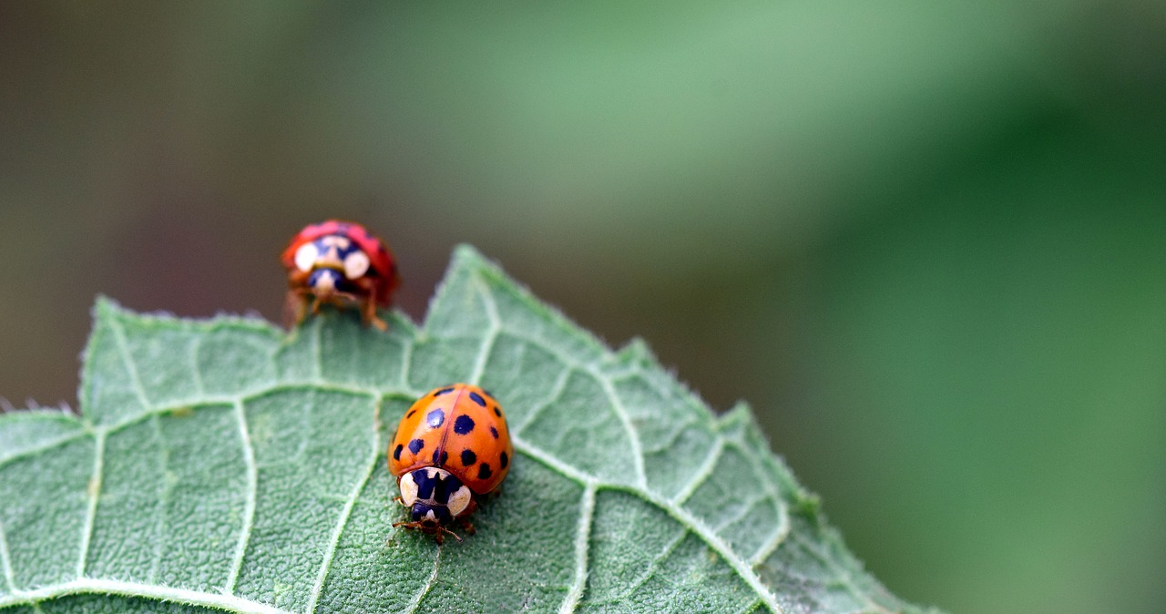 Image - ladybug beetle nature insect