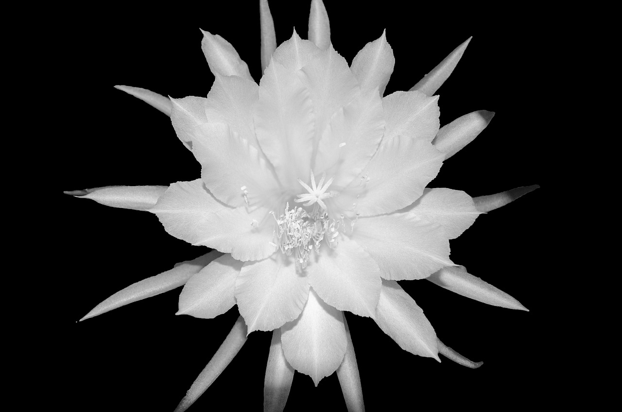 Image - epiphyllum cactus succulent blossom