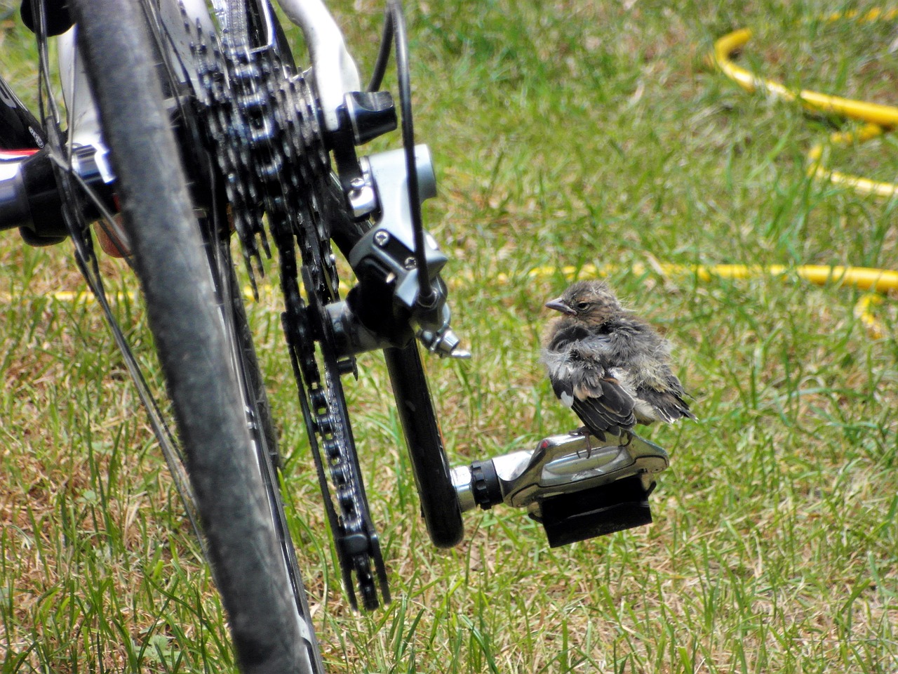 Image - bird bicycle italy
