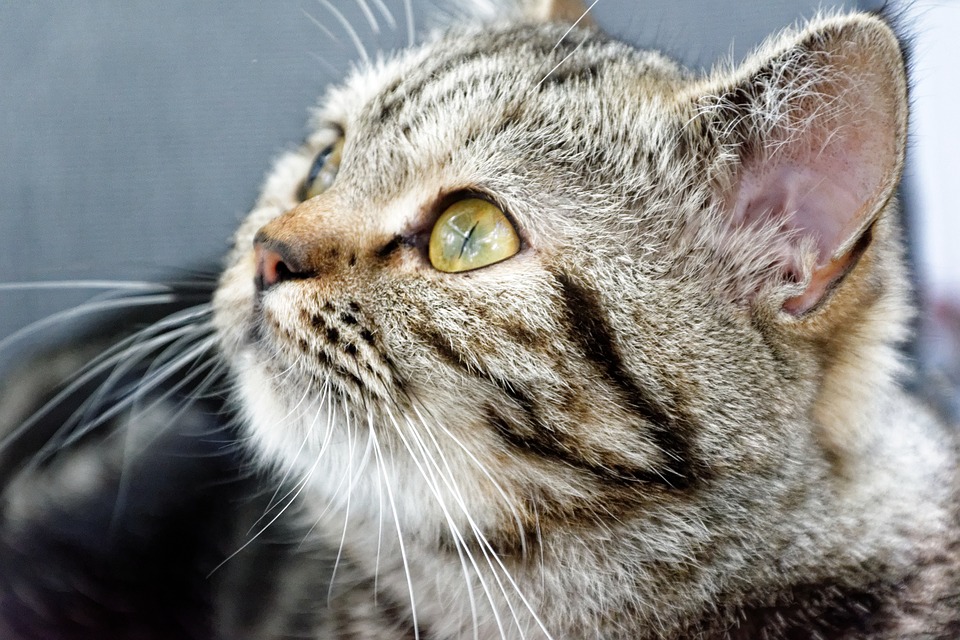 Image - cat british shorthair breed cat