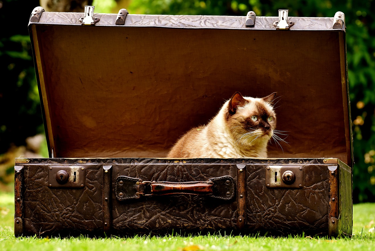 Image - luggage antique cat