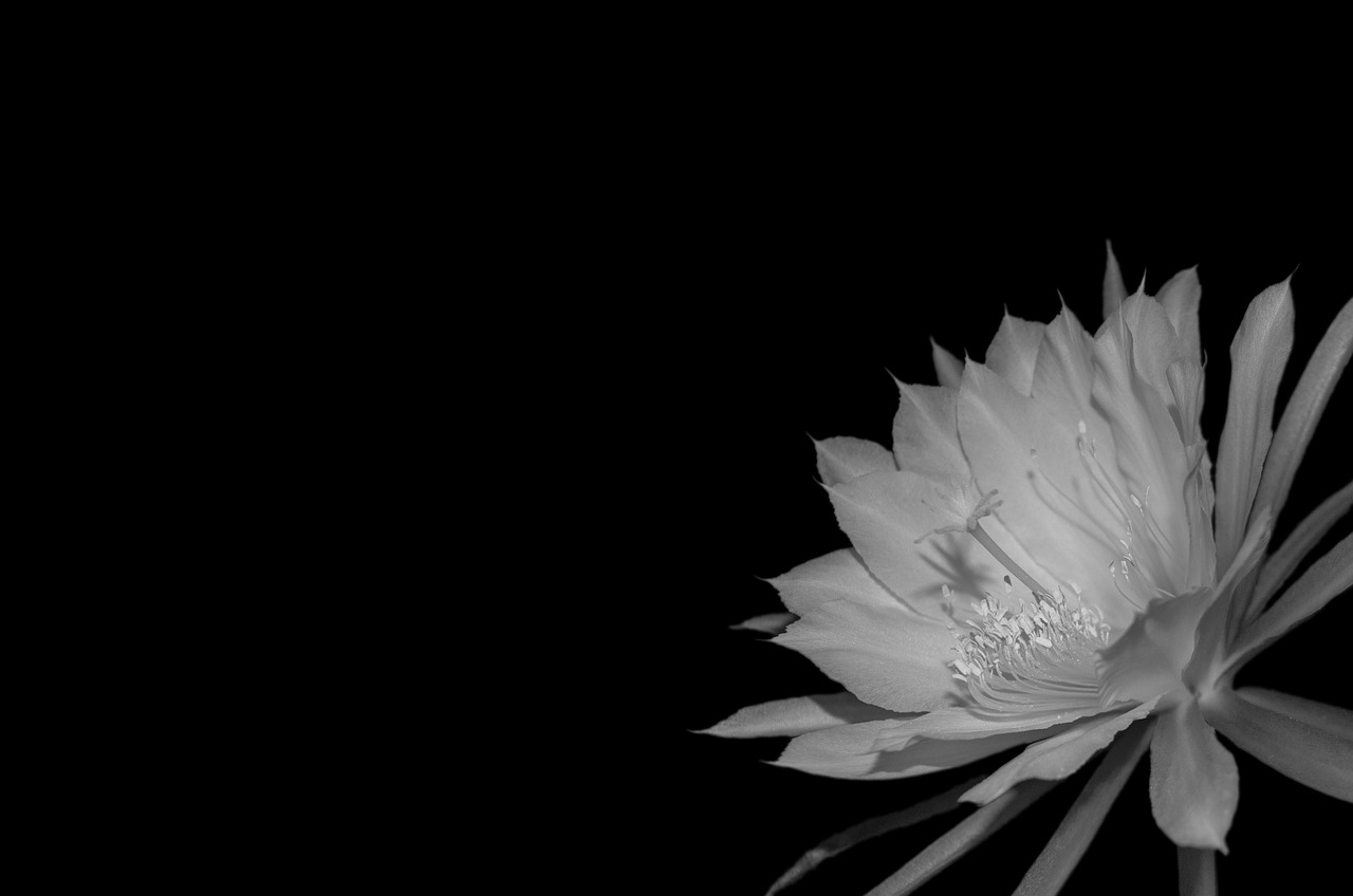 Image - epiphyllum blossom bloom