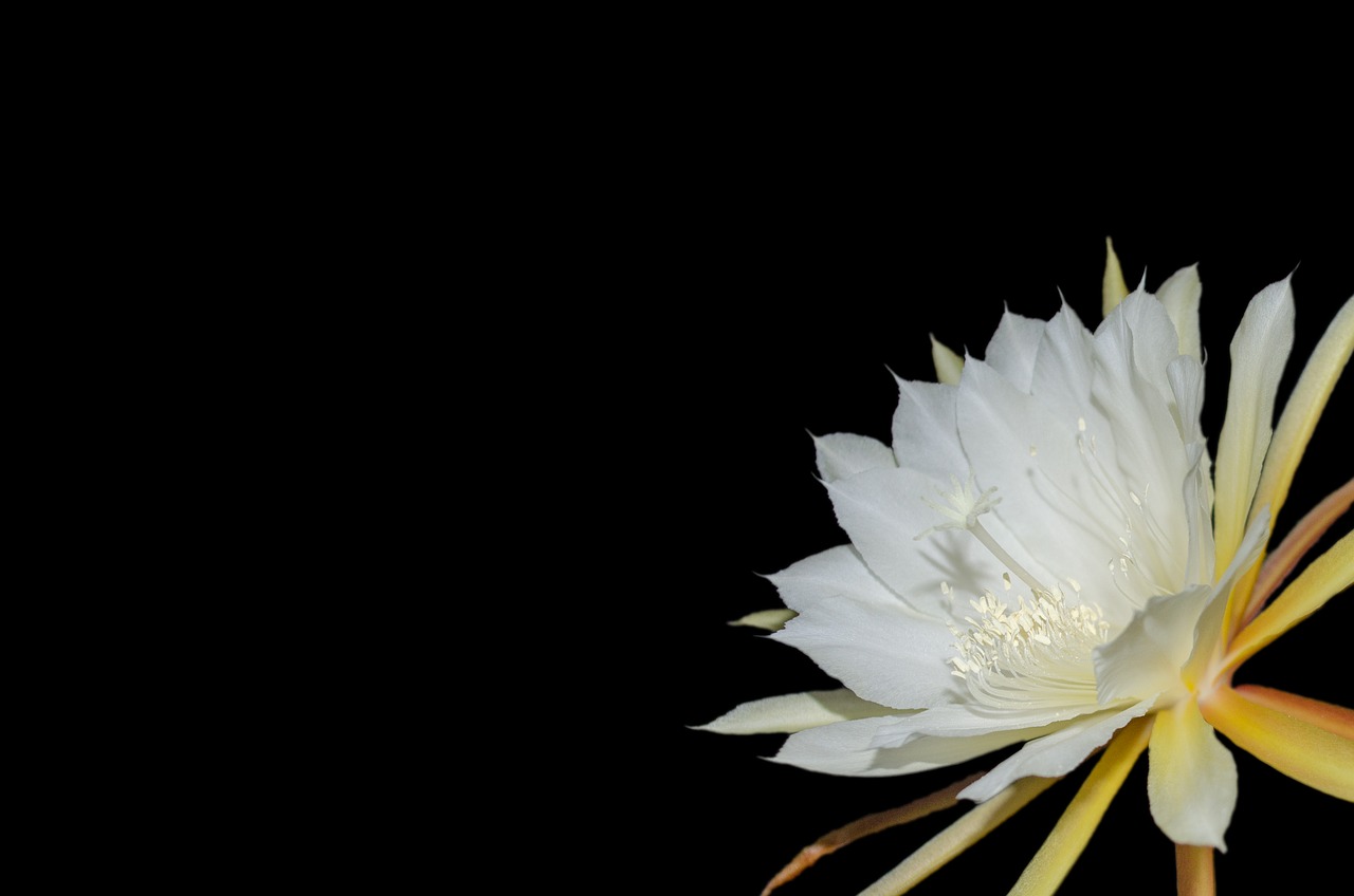 Image - epiphyllum blossom bloom