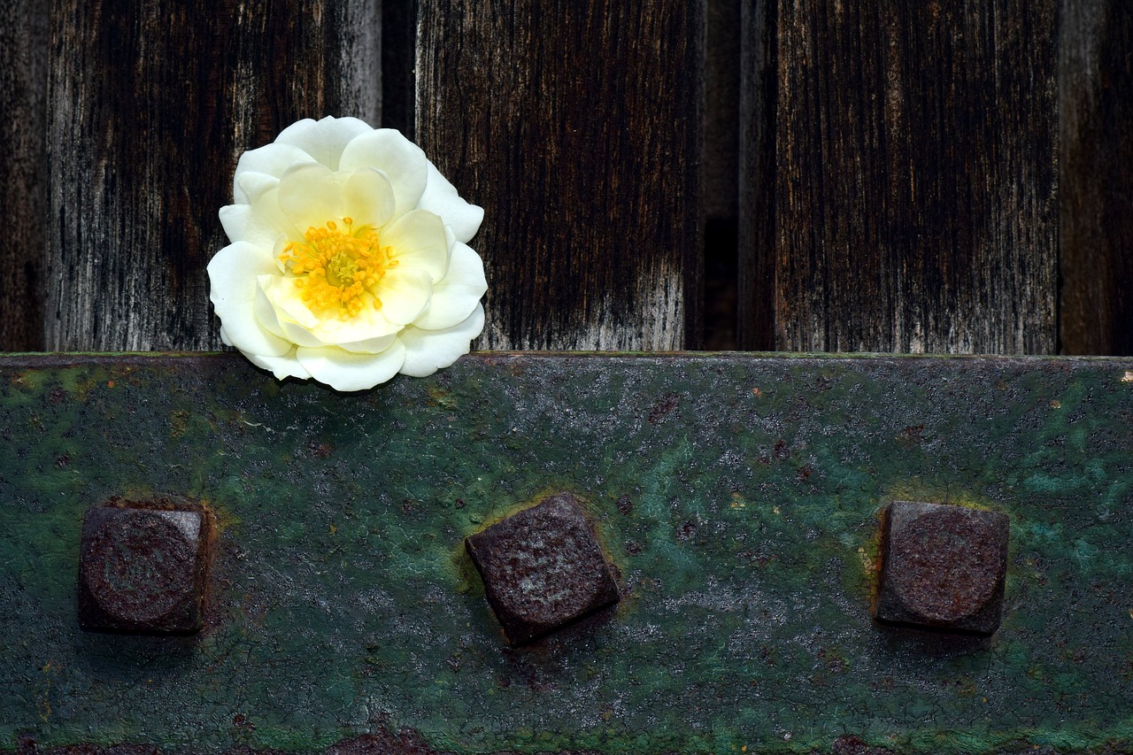 Image - wild rose white blossom bloom