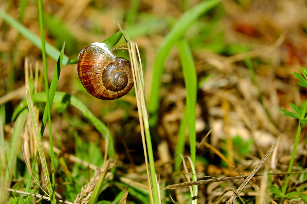 Image - shell snail creature animal spiral