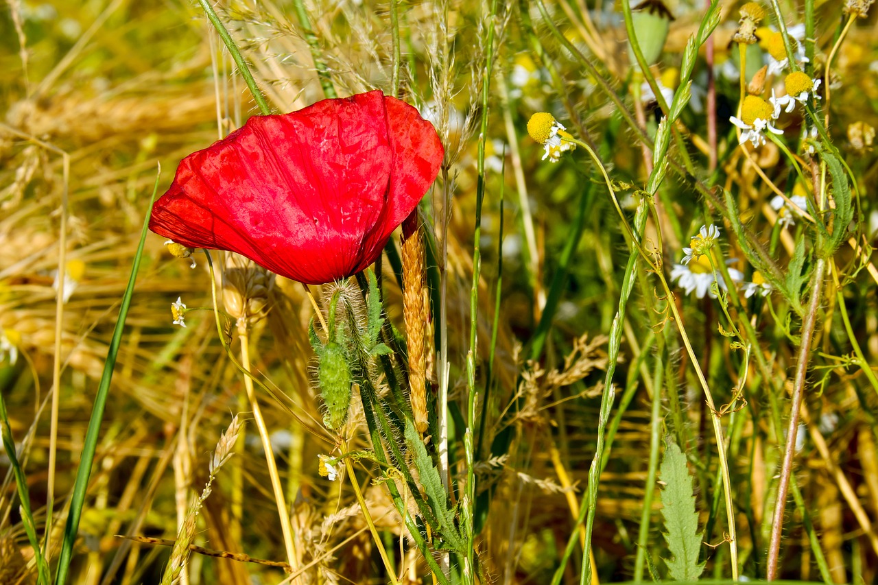 Image - klatschmohn poppy flower poppy