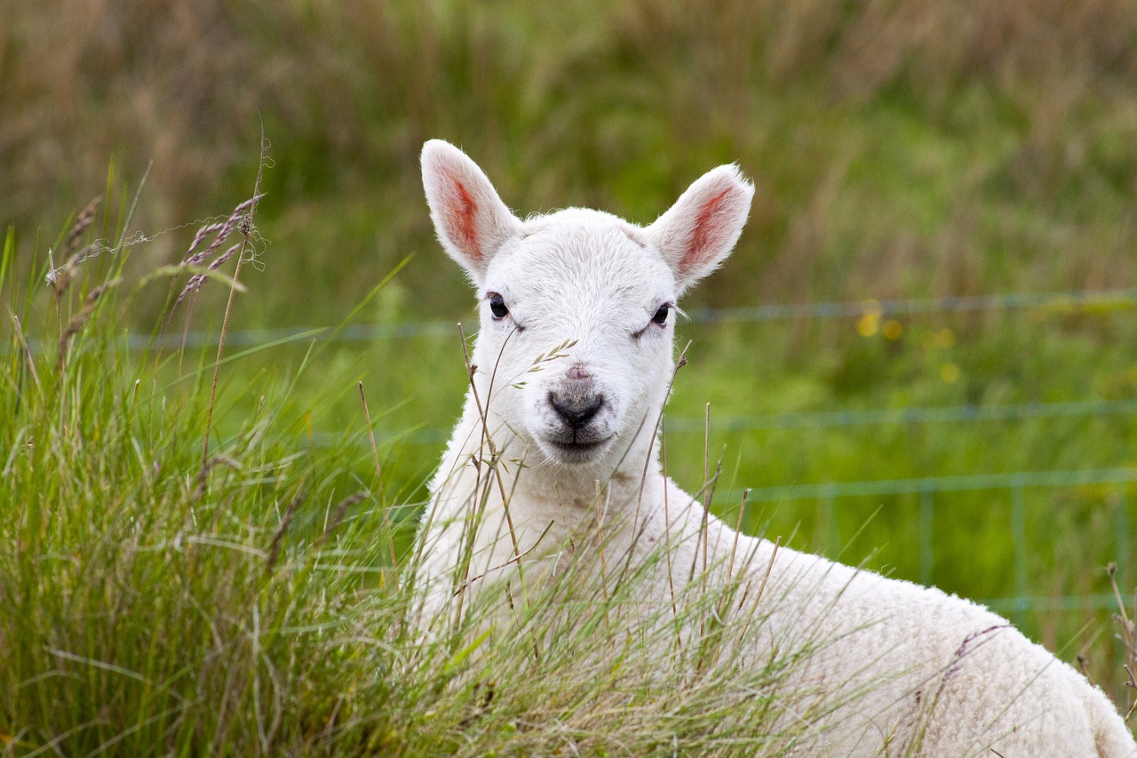 Image - lamb farm sheep animal livestock