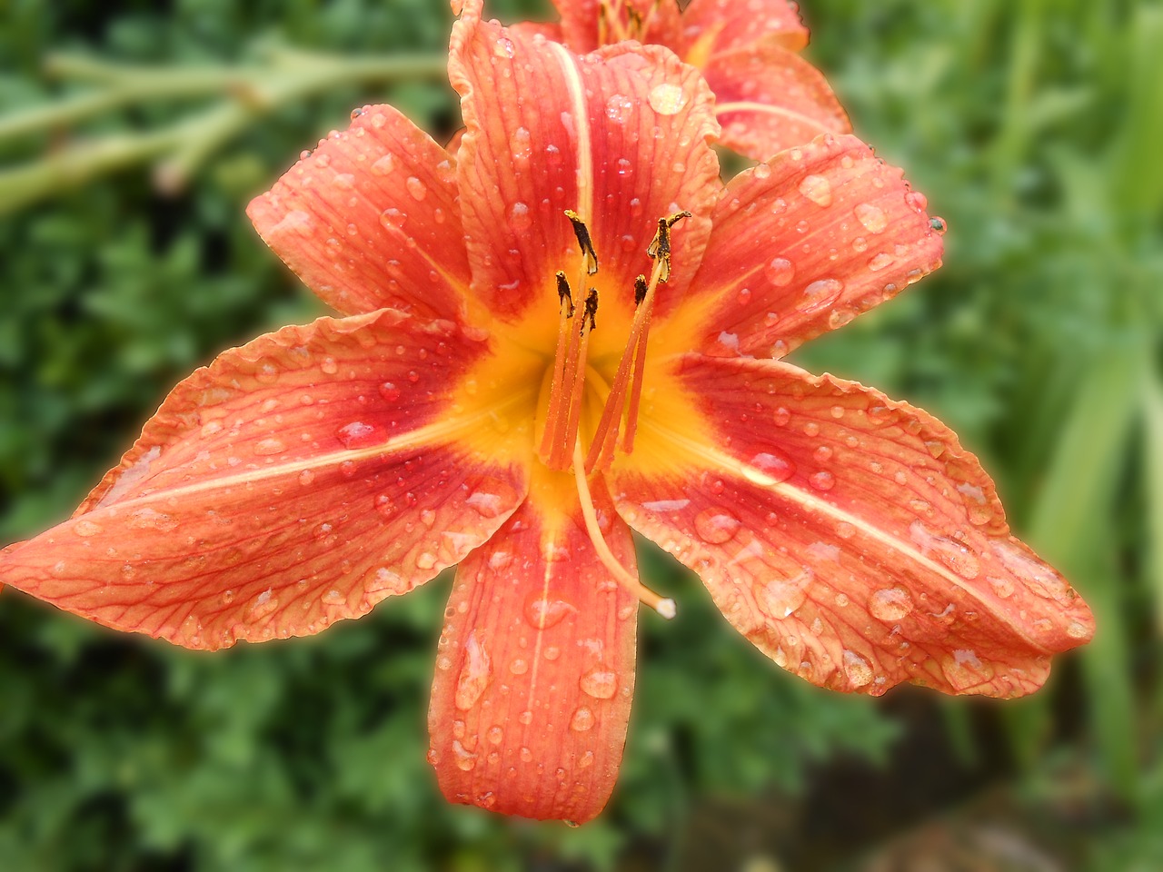 Image - daylily blossom bloom hemerocallis