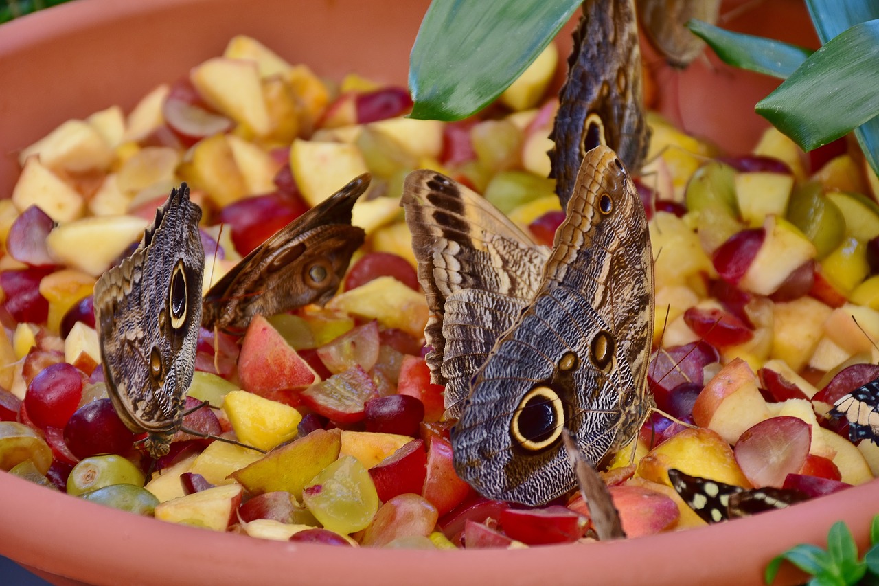 Image - butterfly owl butterfly edelfalter