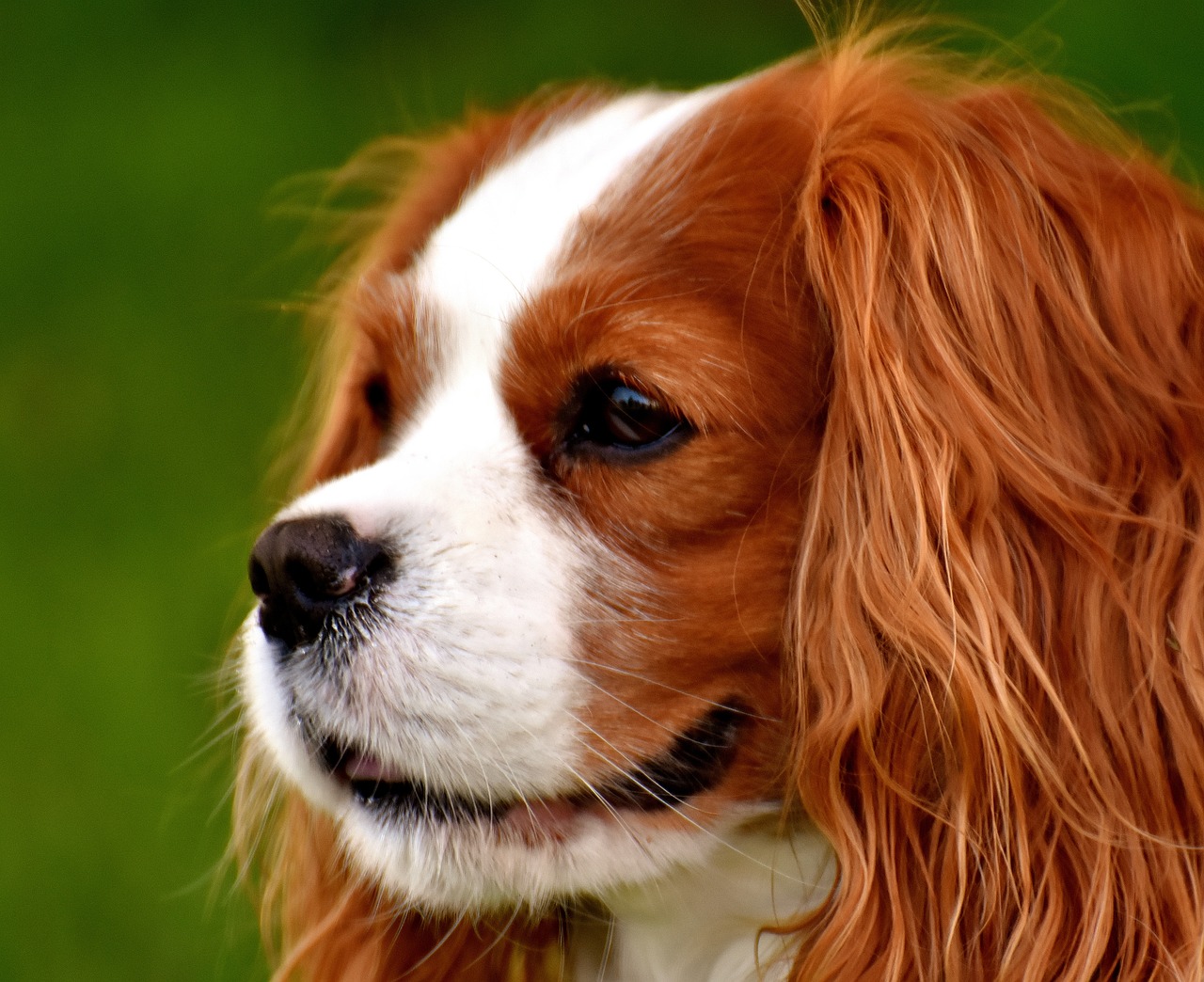 Image - dog cavalier king charles spaniel