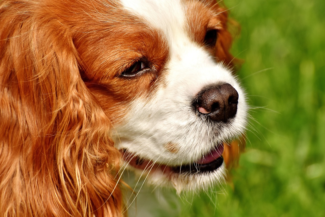 Image - dog cavalier king charles spaniel