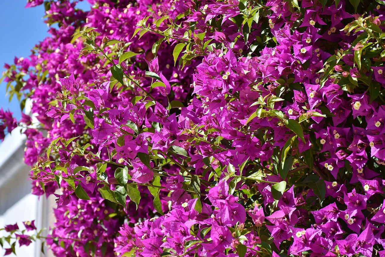 Image - bougainvillea bougainville