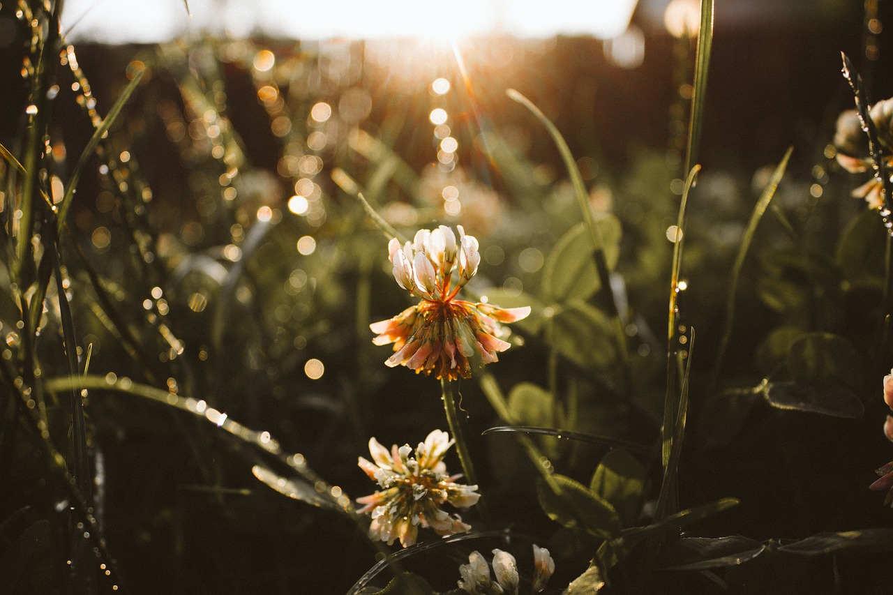 Image - flare flower nature grass