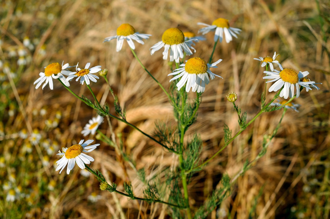 Image - chamomile medicinal herb