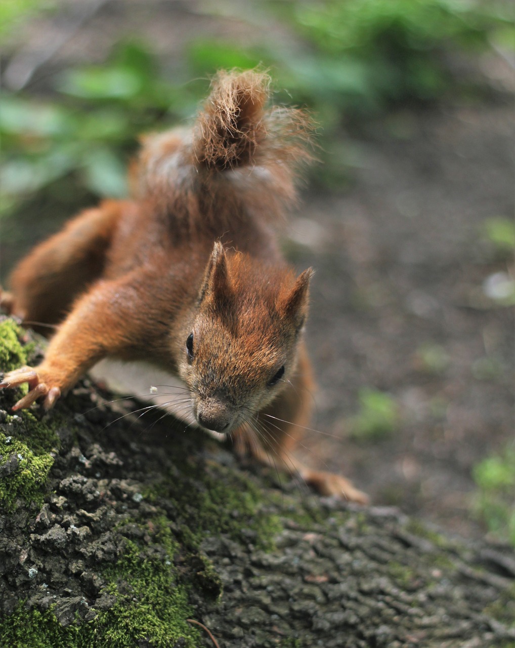 Image - the squirrel park kita ruda animal