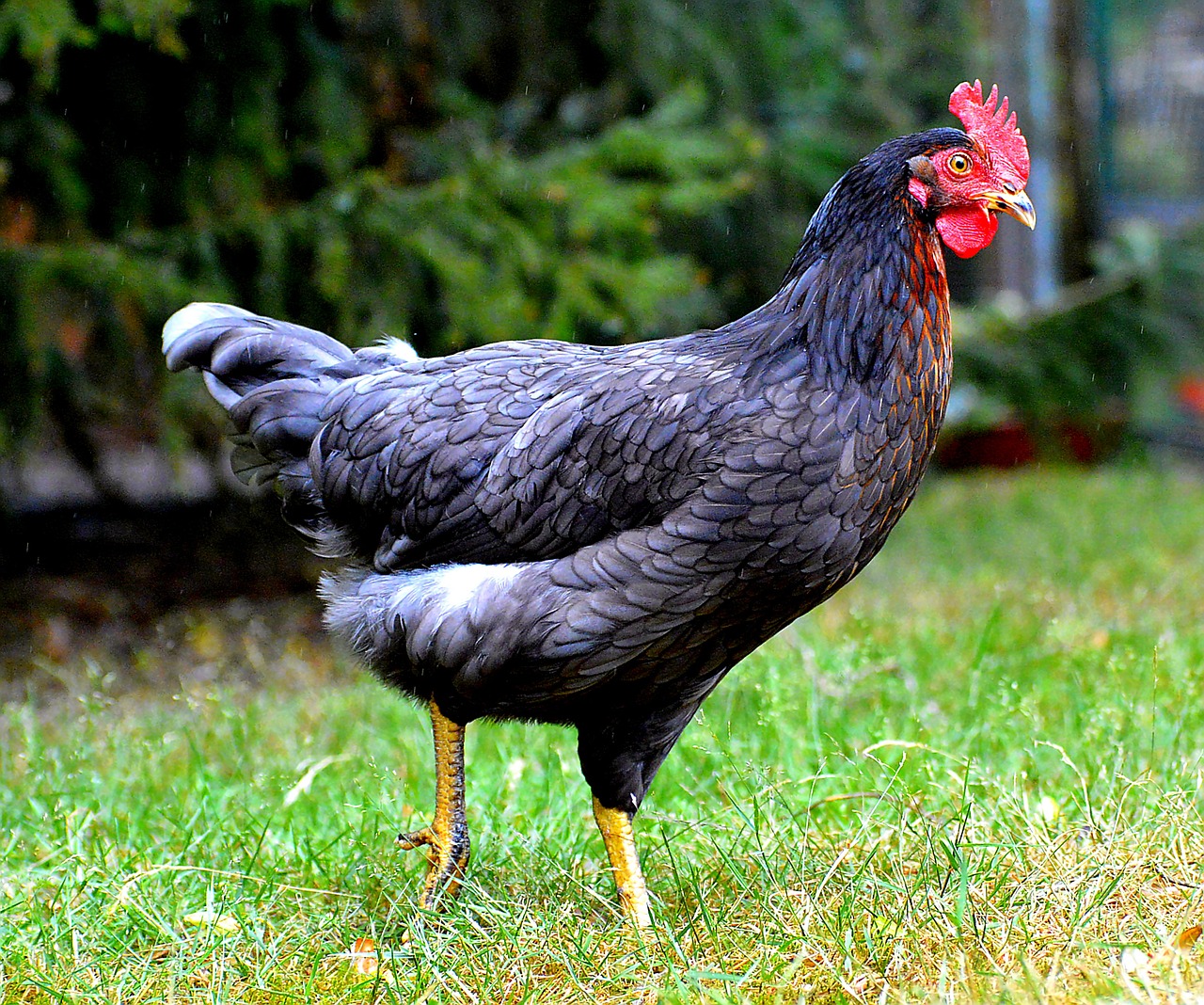 Image - chicken comb animal world bird