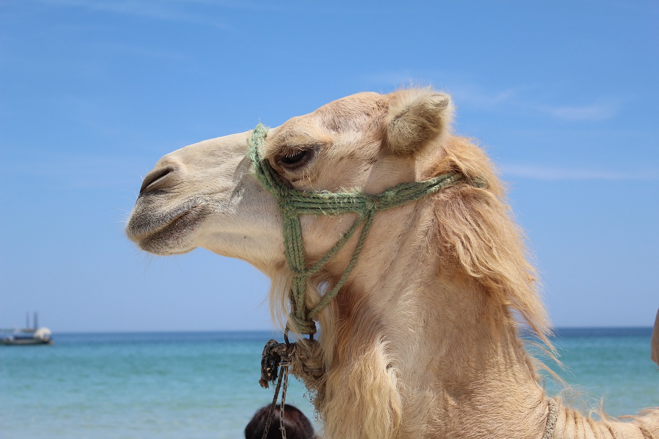 Image - camel sea animal heat journey