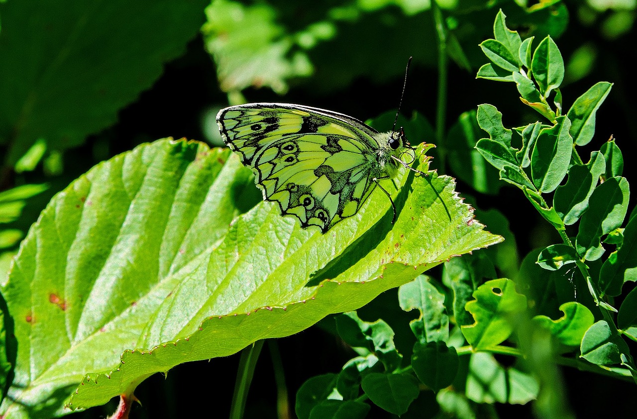 Image - butterfly butterflies green