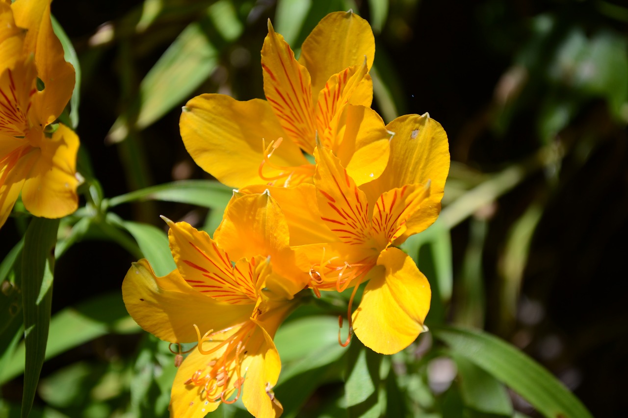 Image - flower yellow green petals yellow