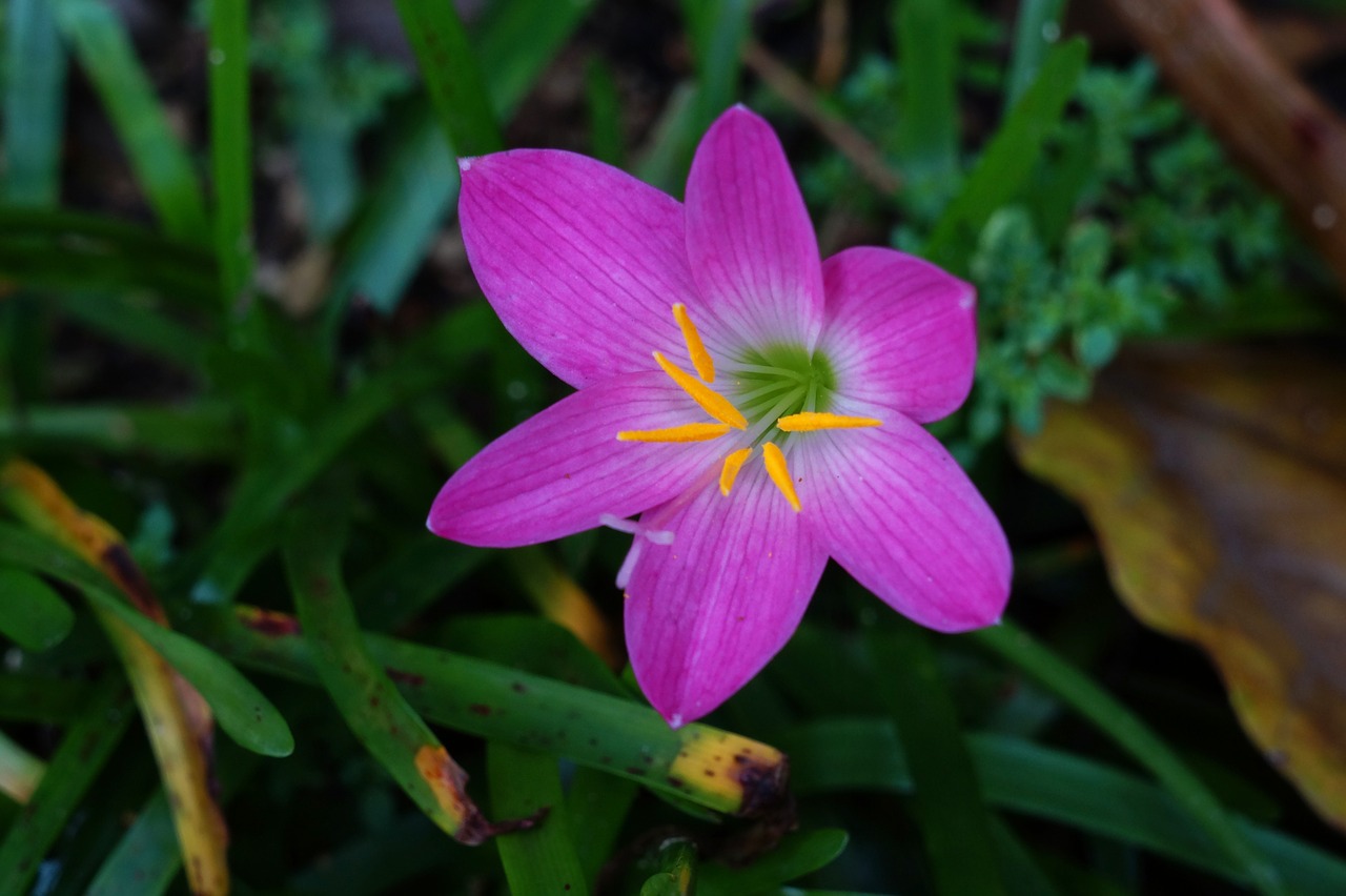 Image - flowers pink gardening garden