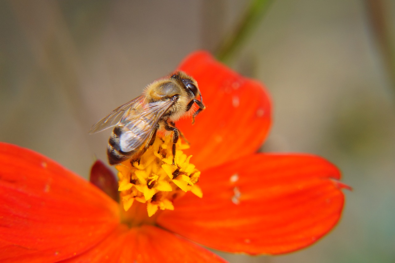 Image - the bee bee pollination flowers