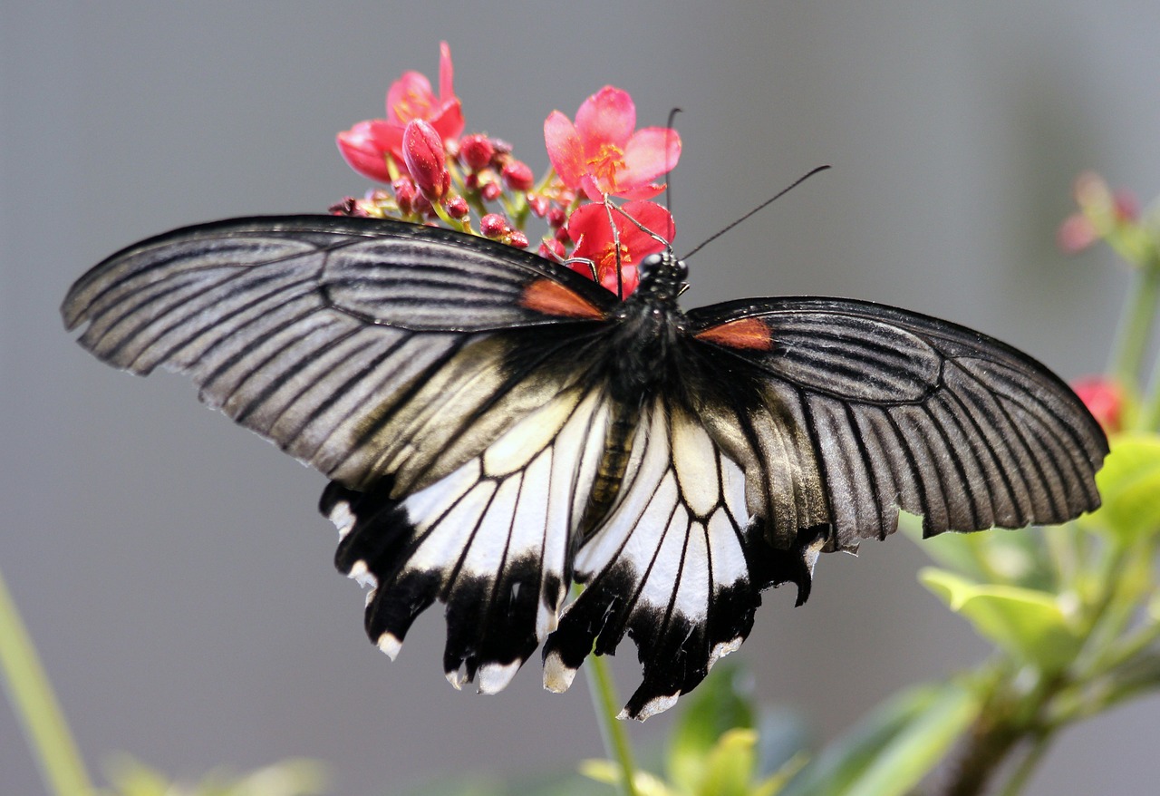 Image - butterfly wings flower black white