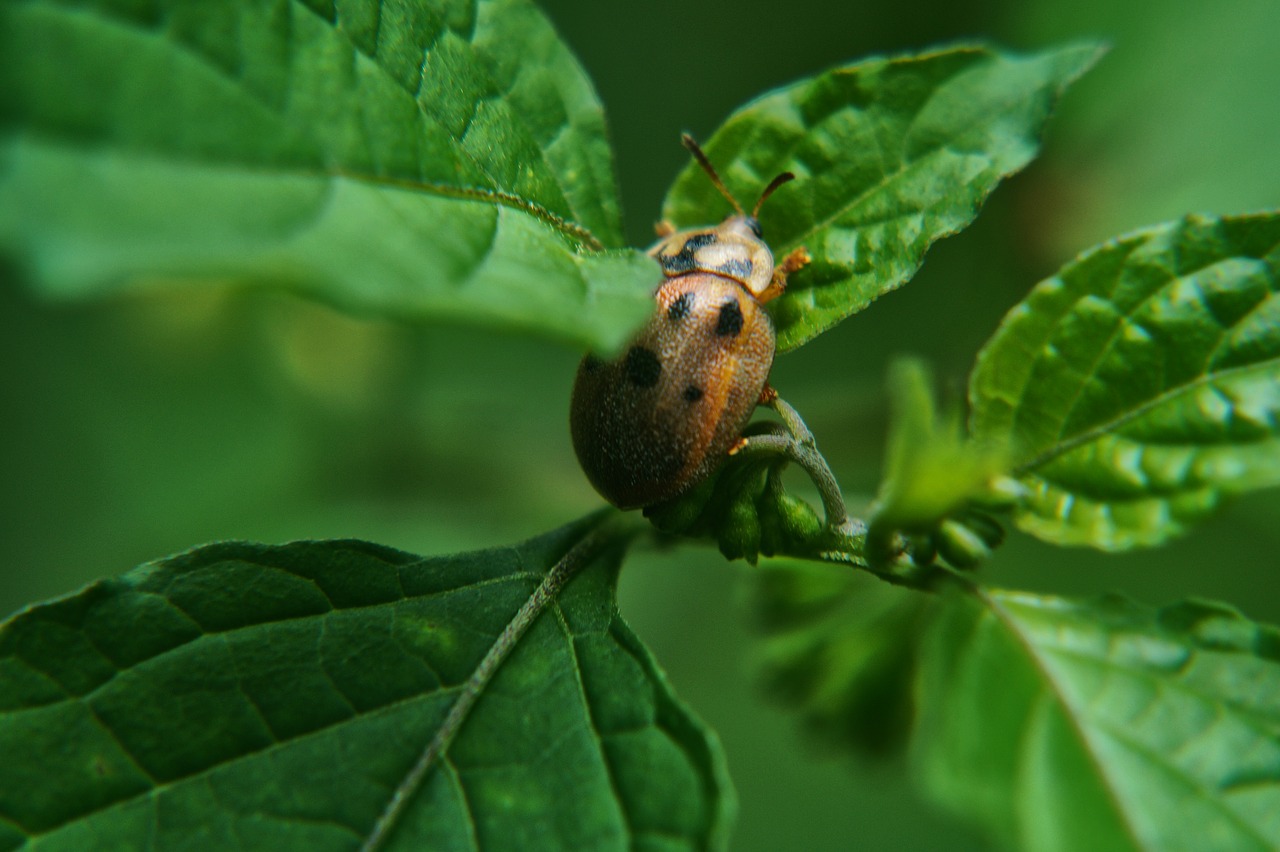 Image - beetle ladybug leaves garden bugs