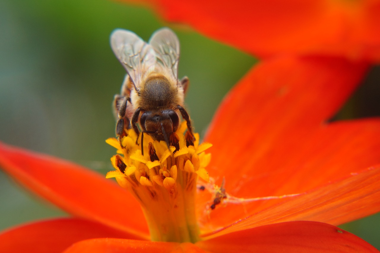 Image - bee pollination flower flowers