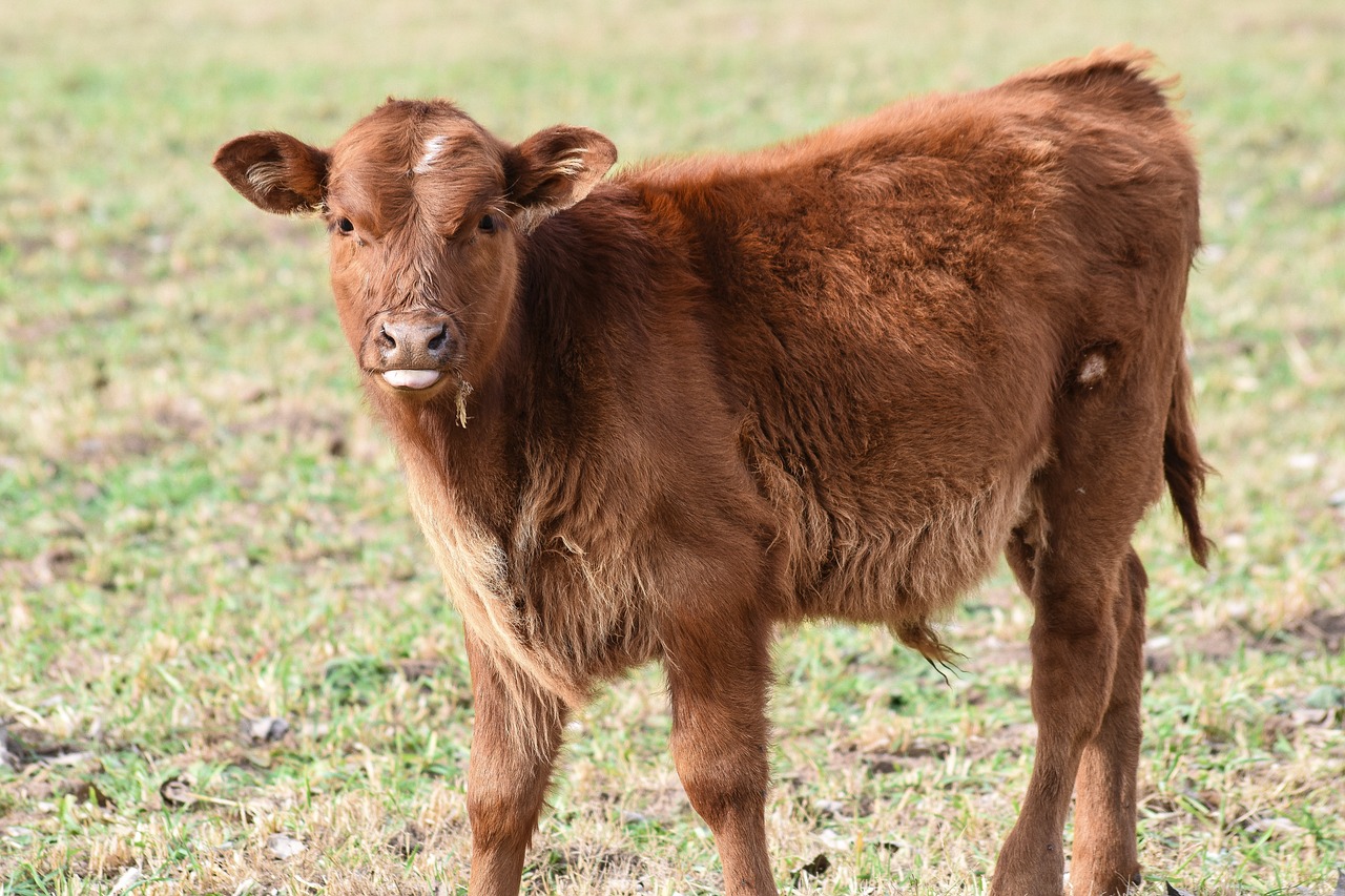 Image - bovine animal livestock