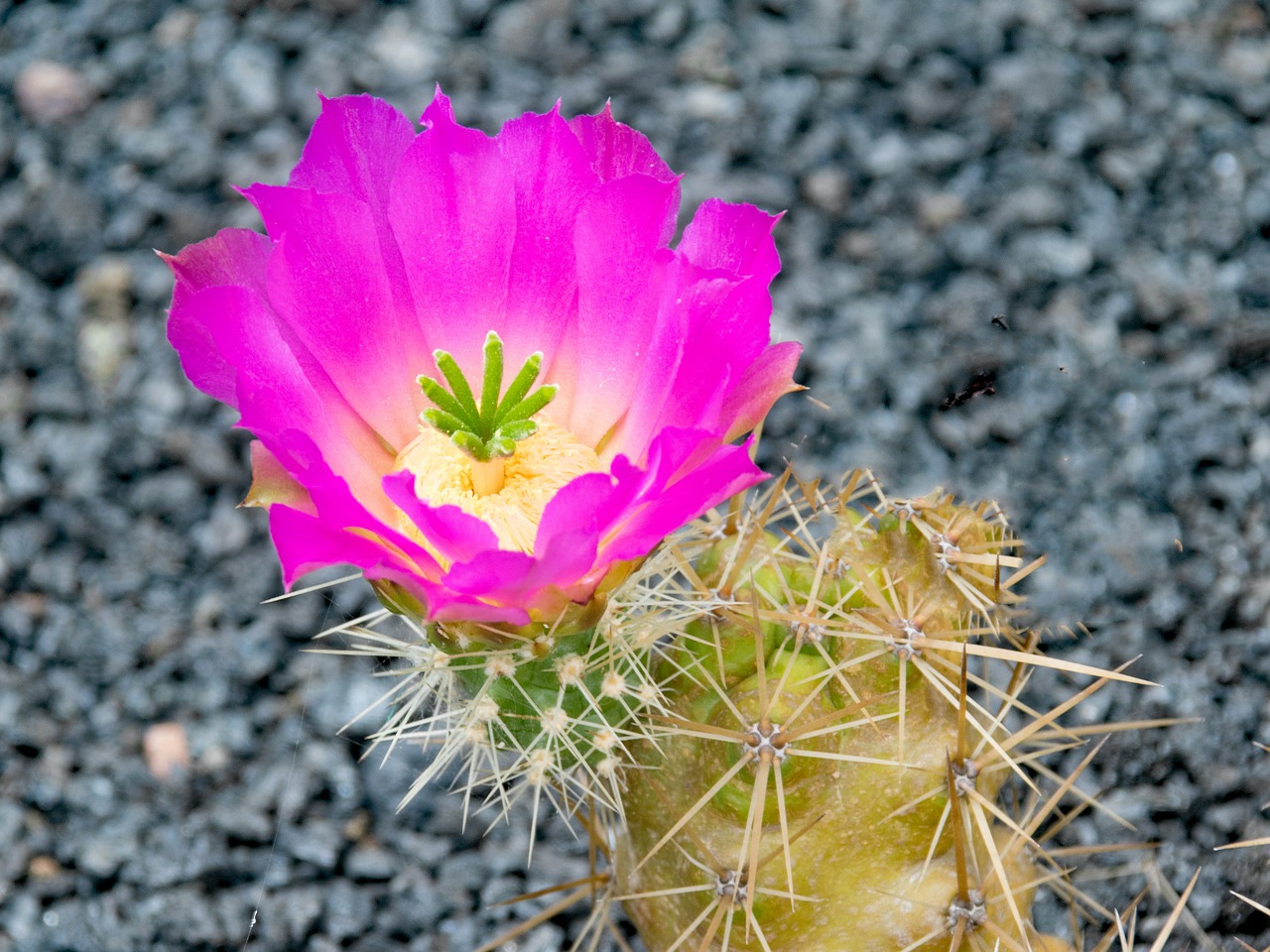 Image - jardin de cactus cactus lanzarote