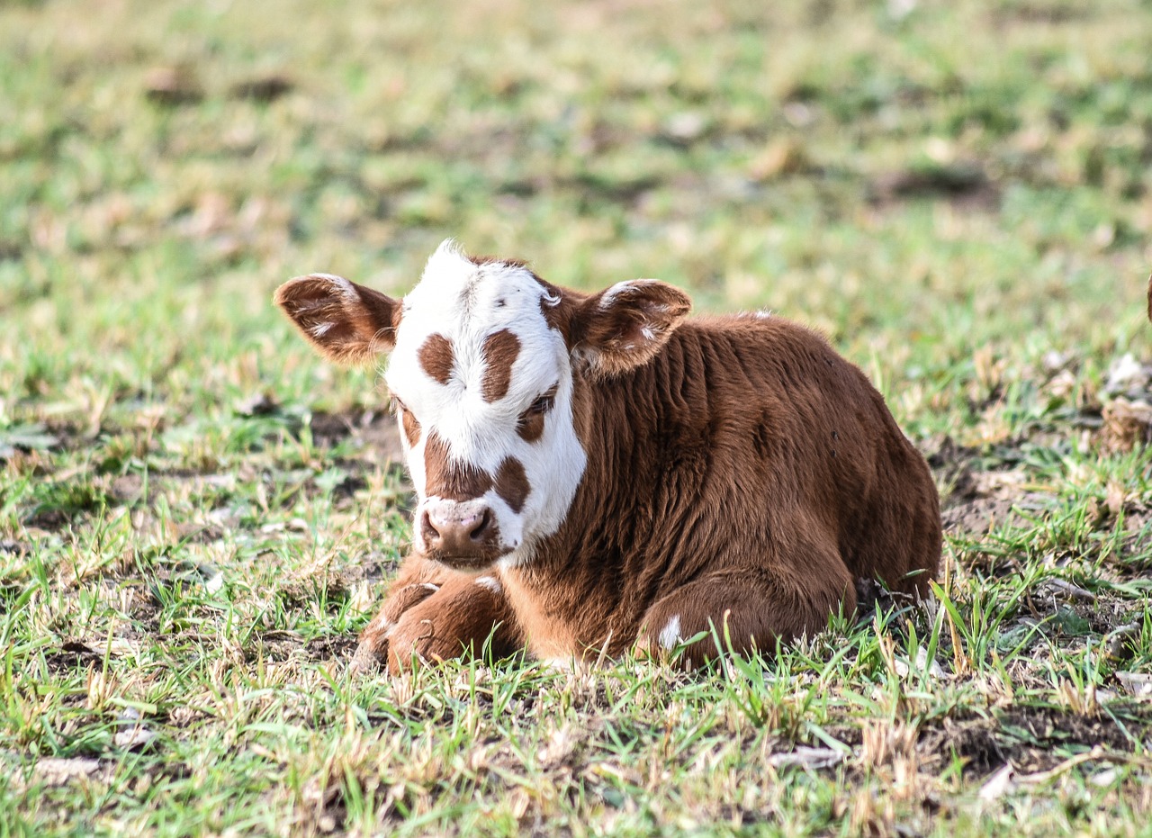 Image - bovine animal husbandry bullock