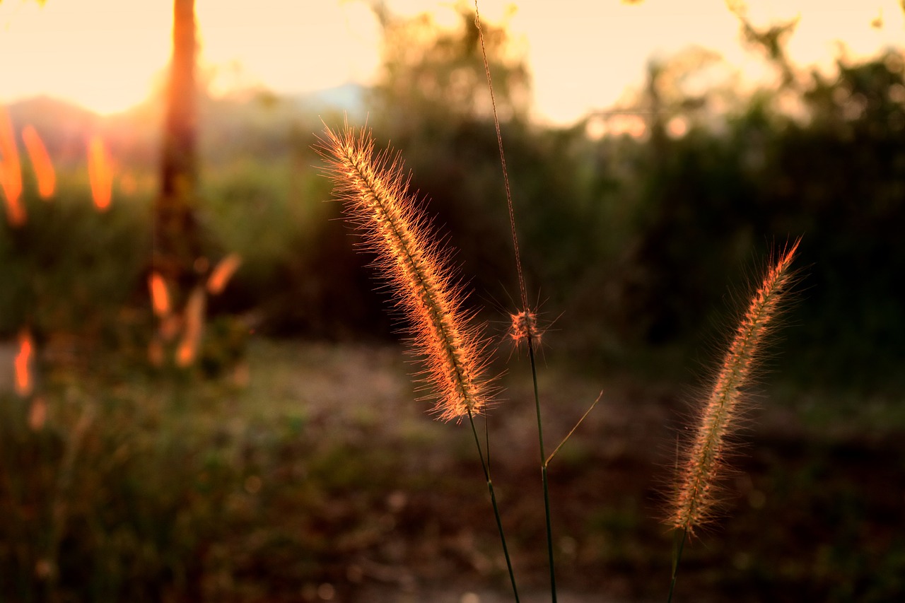 Image - flowering grass mead nature grass