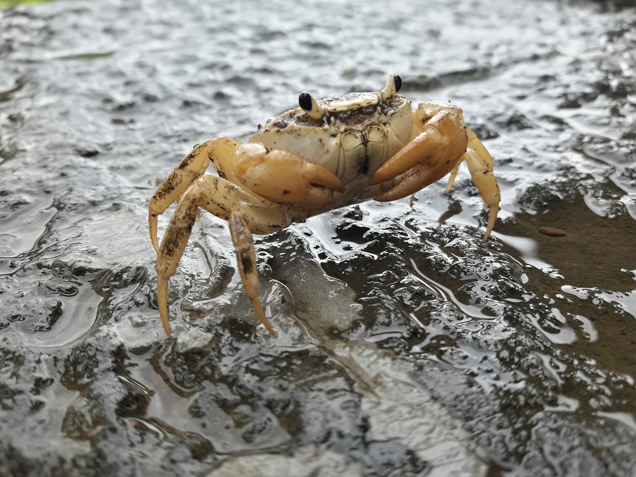 Image - crab beach animal sand claw sea