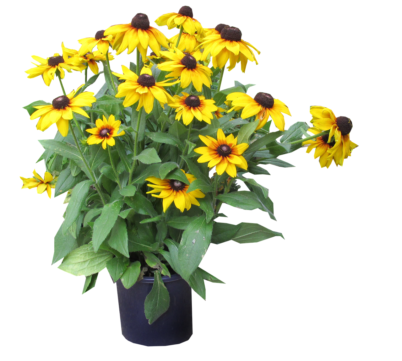 Image - yellow flowers cut out