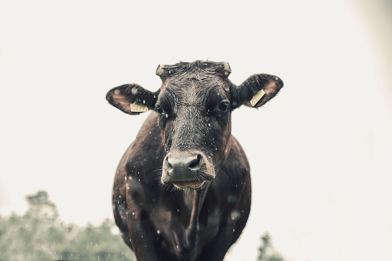 Image - cow milk nature village kennel