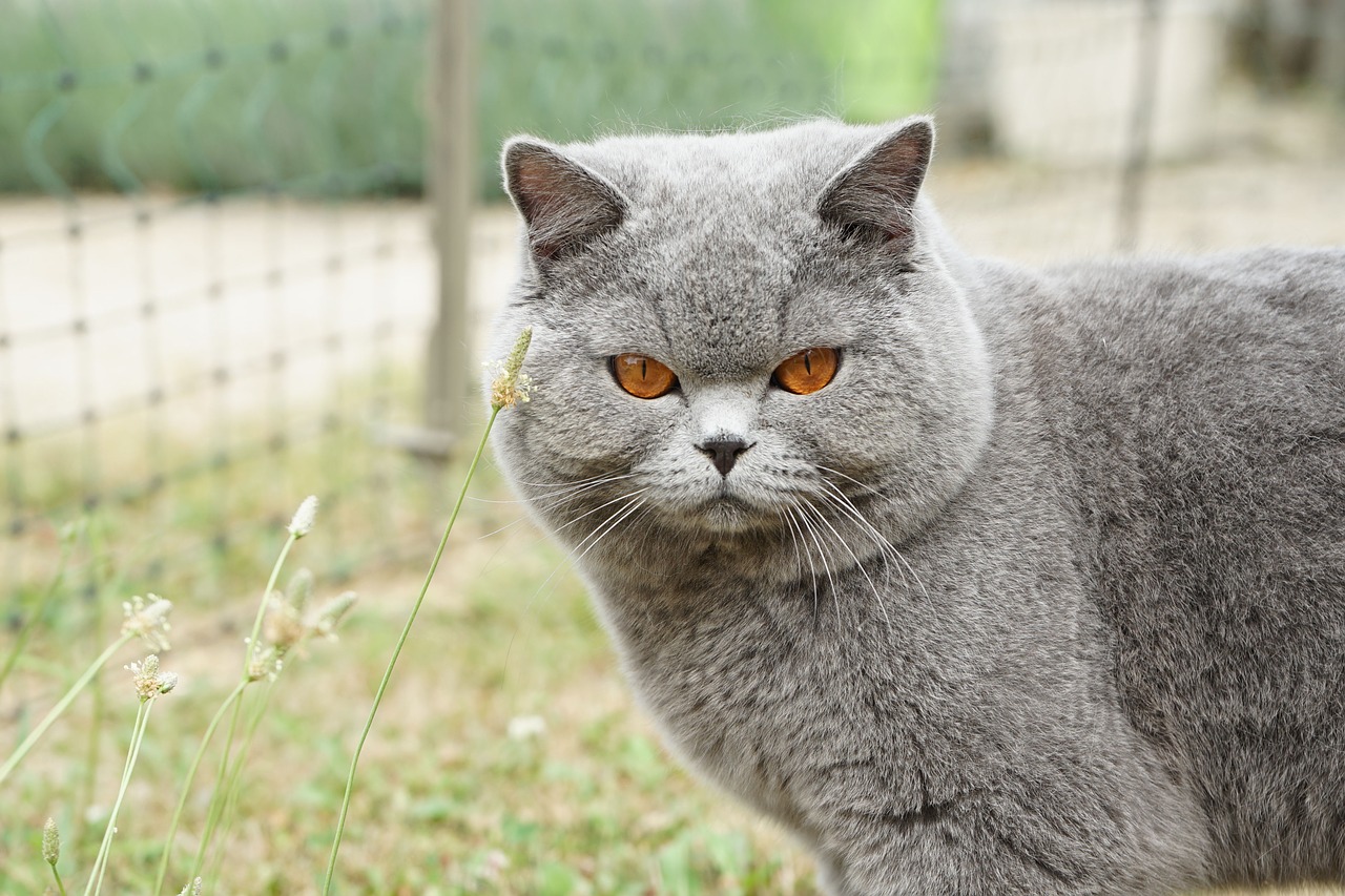 Image - male british shorthair blue